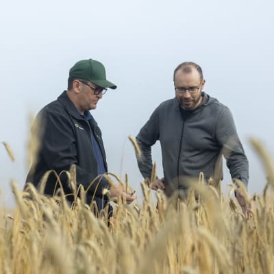 Lantmännen Agron viljapäällikkö Mauri Koivula ja maanviljelijä Veli-Pekka Aila tutkivat ruissatoa viljapellolla.