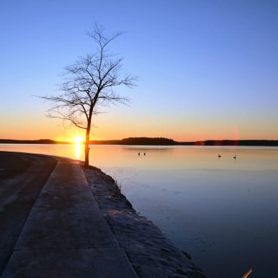 Solen går ner bakom en ensamt träd på en udde.