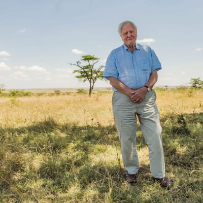 Attenborough seisoo savannilla.