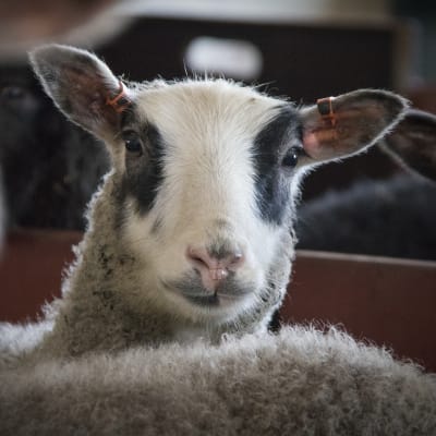 Lammas