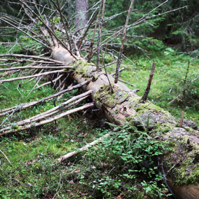 Maatuva kuusi vanhassa Tuiskun metsässä Punkalaitumella.