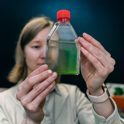 Tutkijatohtori Pauliina Salmi katsoo pulloon jossa on vihreää levää. 