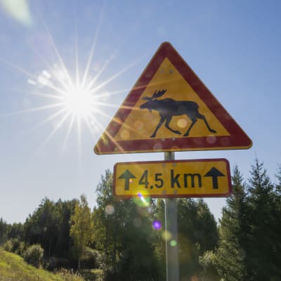 Solen skiner bredvid en vägskylt som varnar för älg. Skylten varnar för att det kan finnas älgar de följande 4,5 kilometrarna.
