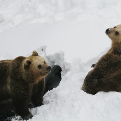 Björnarna leker i snön.