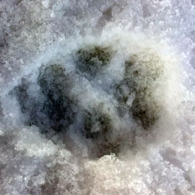 Tassavtryck av varg i snön