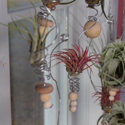 Olika typer av tillandsia hänger i amplar i ett fönster.