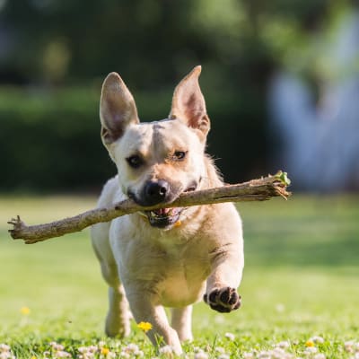 En hund springer på en gräsmatta med en pinne i munnen.