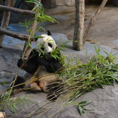 Pyry maistelemassa Ähtärissä ja lähikunnissa kasvatettua bambua.