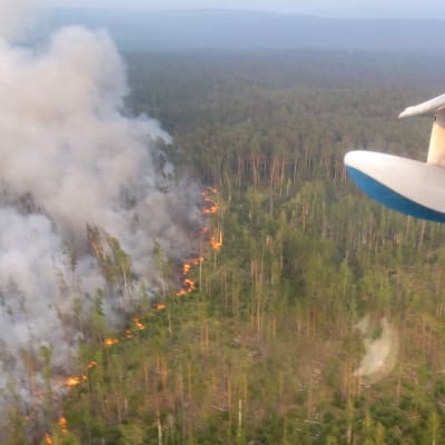 Bild på en av skogsbränderna som härjade i Sibirien sommaren 2019, tagen ur ett flygplan. 