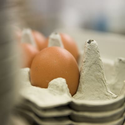 Kana munii keskimäärin munan päivässä. 