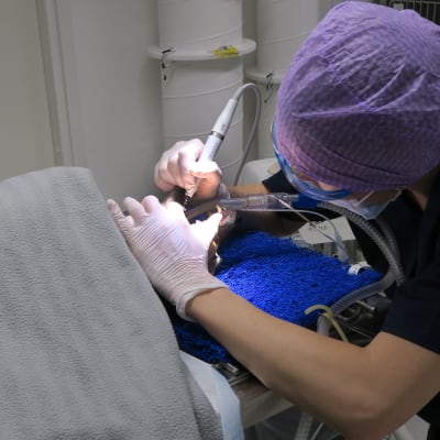 Koirien hammashoitoa eläinsairaalassa