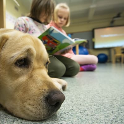 Ruuti-koira kuuntelee, kun oppilaat harjoittelevat lukemista.