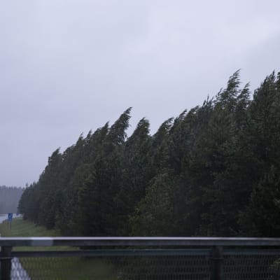 Päivö-myrsky kaataa puita Itä-Suomen alueella.