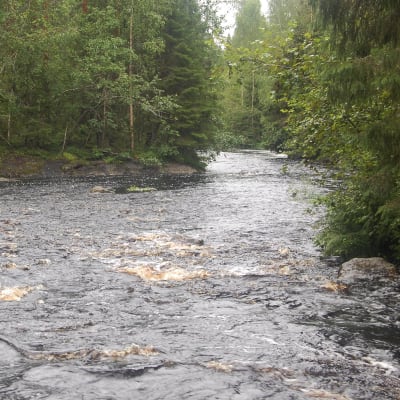 Kajonkoski Pohjois-Karjalassa sijaitsevassa Sukkulanjoessa kunnostetaan järvitaimenen lisääntymisalueeksi.
