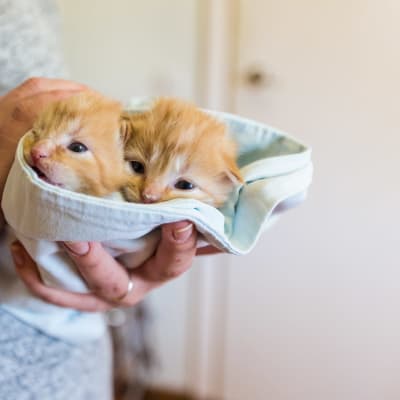 två orangea kattungar inlidade i en duk i händerna på en människa