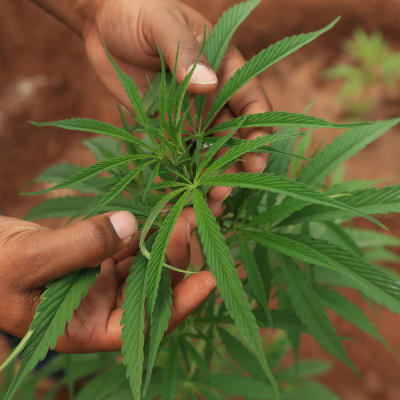 Person håller i en cannabisplanta 