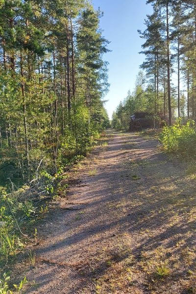 En skogsväg löper igenom en skog med både barrträd och lövträd. Solen skiner.