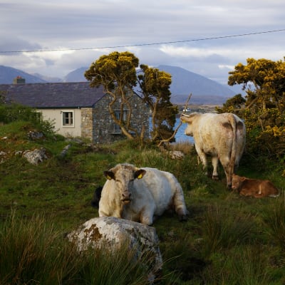 Två kor och ett hus i ett idylliskt Irland.