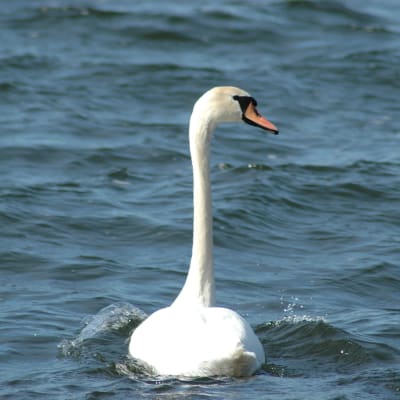 Knölsvan som simmar i vatten sedd bakifrån.