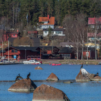 Skarvar i Lovisaviken.
