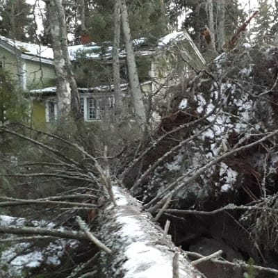 Vindfall vid Nelins villa.