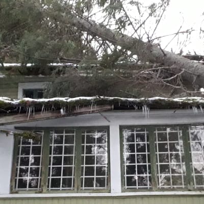 En stor gran har fallit över verandataket på Nelins villa i Sundom.