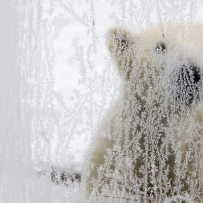 En isbjörn på en arkivbild från ett zoo i Geisenkirchen, Tyskland i januari 2010.