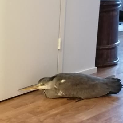 Harmaahaikara lennähti sisään Espoolaisen Leena Selinin kotiin. Kuvassa lintu istuu eteisen käytävällä.