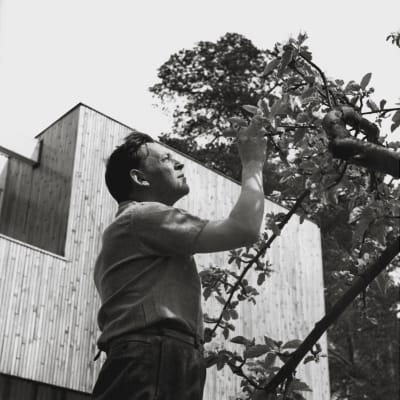 Alvar Aalto vid ett av träden i sin trädgård.