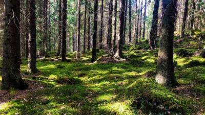 Grön mossbädd i skog.