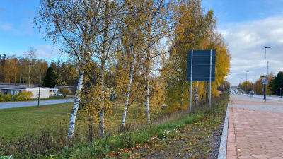 En rad björkar invid Korsholmsvägen. 