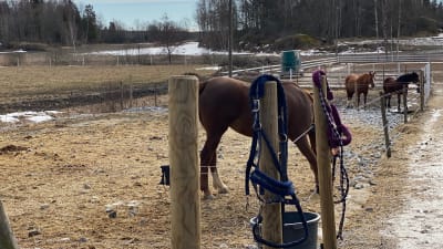 Hästar i en hage.