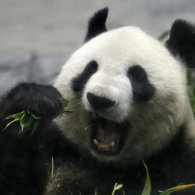 Jättepanda