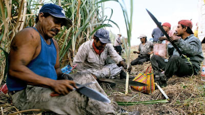 Mexikanska lantarbetare tar paus i arbetet med att skörda sockerrör