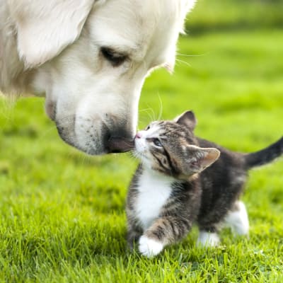 En vuxen hunds nos som böjer sig ner och snusar på en liten kattunge. Djuren är på en sommargrön gräsmatta.
