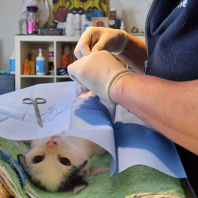 kissa eläinlääkärin pöydällä