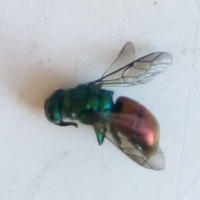 Vad kan det vara för sorts fluga? undrar Bengt.