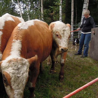 Ülle Nurmi ohjaa sonneja huoltolauttaan.