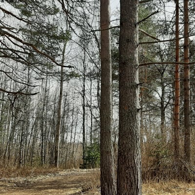 Pataluodonpuiston puuhun on sidottu nimiadressista kertova lappu.