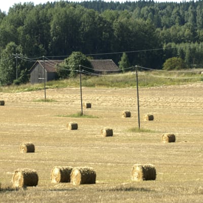 Konventinellt lantbruk