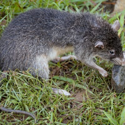 jättirotta