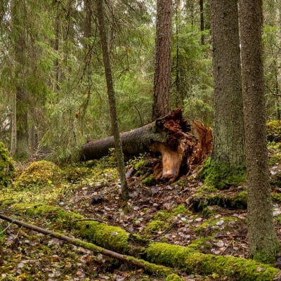 Metsää Pohjois-Karjalassa