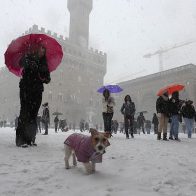 Lumisade ja lunta Firenzen Piazza della Signoria -aukiolla, ihmisiä sateenvarjoineen ja koira 'takkiin' puettuna.