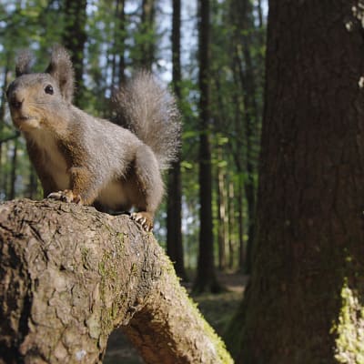 Oravat ovat yksi maailman tunnetuimmista nisäkkäistä. 