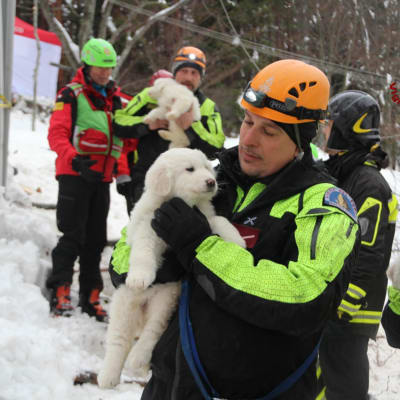 Hundvalpar räddas efter lavin i Abruzzo.