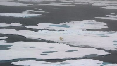 Grönländsk isbjörn som promenerar på ett isflak långt borta med ett bytesdjur i munnen. 