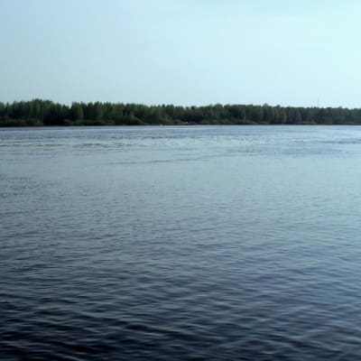 Kolea kesä pitää Pielisjoenkin viileänä.