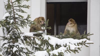 Högholmens nya berberapor
