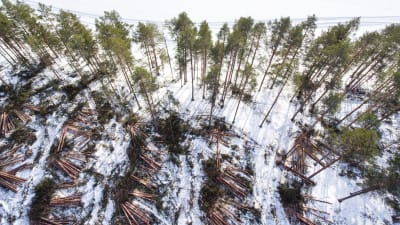 Avverkade träd ligger i högar på Huuskonsaari.