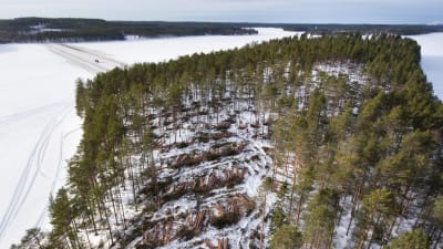 En del av skogen på Huuskonsaari i Lammasjärvi är redan fälld. Över isen löper en väg för skogsmaskiner till ön.
